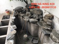 Cách nuôi cá Koi trong hồ xi măng