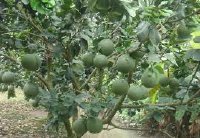 Kỹ thuật trồng bưởi da xanh