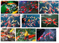 Cá Koi tượng trưng cho điều gì?