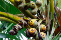 Thốt nốt giải nhiệt, lợi tiểu