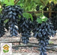 Cách trồng nho mỹ nho ngón tay sai quả- Trung tâm Nông Nghiệp Việt