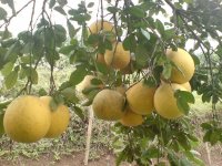 Phòng trừ bệnh vàng lá thối rễ trên cây bưởi