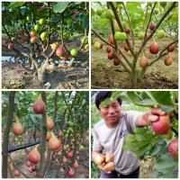 Kỹ thuật trồng sung mỹ