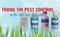 Dịch vụ diệt gián hiệu quả và uy tín cho nhà ở, văn phòng, nhà bếp tại TPHCM
