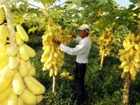 Mua giống đu đủ lùn cao sản ở đâu?