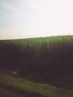 Cung cấp cây giống sạch