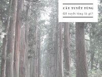 Gỗ tuyết tùng là gì?
