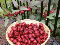 8 lý do khiến bạn quyết định sử dụng nước cốt quả Hibiscus ngay hôm nay