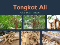 Tongkat Ali là gì?