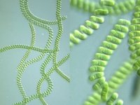 Tảo xoắn Spirulina là gì?
