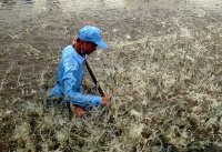 Gia tăng hiệu quả khi dùng vôi bột trong nuôi trồng thủy sản