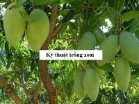 Kỹ thuật trồng xoài