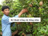 Kỹ thuật trồng và chăm sóc cây hồng xiêm cho quả sai trĩu quanh năm
