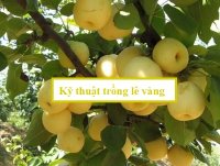 Kỹ thuật trồng và chăm sóc lê vàng cho quả ngọt, nhiều nước