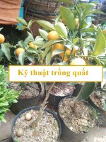Kỹ thuật trồng quất ngọt nhiều quả