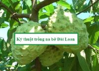 Kỹ thuật trồng na bở Đài Loan thơm ngon, cho năng suất cao