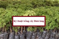 Kỹ thuật trồng cây Đinh lăng