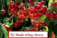 Kỹ thuật trồng cherry
