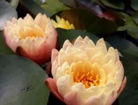 Hướng dẫn bạn 6 bước để có một chậu hoa súng Thái Lan đẹp