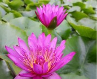 6 Bước để có một chậu hoa súng Thái Lan đẹp