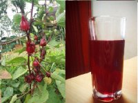 Không chỉ tốt cho tim mạch trà Hibiscus còn nhiều lợi ích tuyệt vời khác.