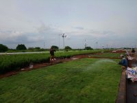 Hướng dẫn cách trồng và chăm sóc cỏ nhung Nhật