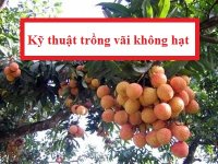 Kỹ thuật trồng vãi không hạt