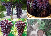 Giới thiệu đặc điểm cây giống nho ngón tay