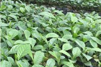 Giá trị kinh tế từ cây giổi xanh