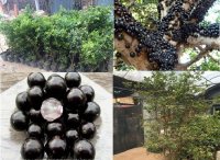 Giới thiệu đặc điểm giống nho thân gỗ
