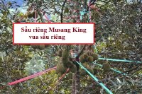 Điểm đặc trưng của giống sầu riêng Musang King