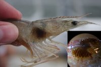 Bệnh đen mang ở tôm thẻ chân trắng cần chú ý