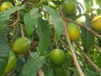 Tại sao nên trồng cây vú sữa vàng?