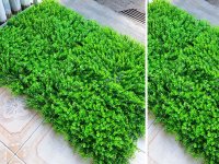 Cỏ nhựa trang trí tường nội thất