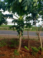 Kinh nghiệm trồng đu đủ sai quả và ngon, lâu cỗi