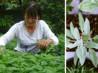 Cách trồng và chăm sóc cây kinh giới tại nhà