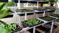 Những mục đích sử dụng vôi bột trong nông nghiệp hiện nay