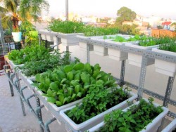 Chia sẽ kinh nghiệm trồng rau sạch tại nhà hiệu quả mà bạn nên biết