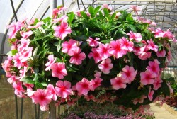 Kỹ Thuật ươm trồng hoa dừa cạn từ hạt