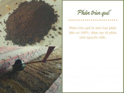 Phân trùn quế – vũ khí không thể thiếu cho cây trồng