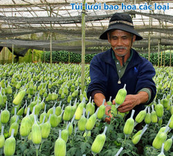 Cơ sở chuyên cung cấp túi lưới bao hoa, túi lưới đựng trái cây, túi lưới đựng nông sản giá sỉ