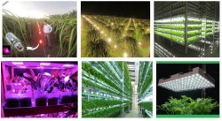 Ứng dụng của đèn led siêu sáng trong nông nghiệp