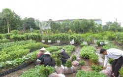 Giới thiệu công ty cây xanh Gia Nguyễn