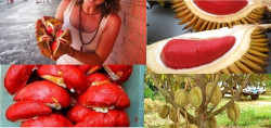 Cây giống sầu riêng ruột đỏ - cây giống sầu riêng ruột đỏ nhập khẩu Malaysia chuẩn, uy tín, chất lượng