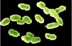 Lợi ích men vi sinh Bacillus Clausii (dạng nước)