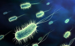 Men vi sinh Bacillus Subtilis là gì? Bacillus Subtilis có công dụng gì?