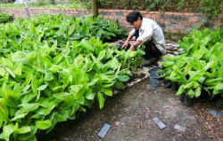 Cây Xanh Gia Nguyễn - Địa chỉ cung cấp giống cây trồng uy tín
