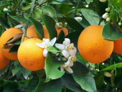 Cây cam V2 có đặc điểm gì? Cách trồng và chăm sóc cho cây sai quả