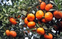 Kỹ thuật trồng cam canh