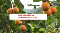 Cách trồng chăm sóc cây chanh leo Colombia